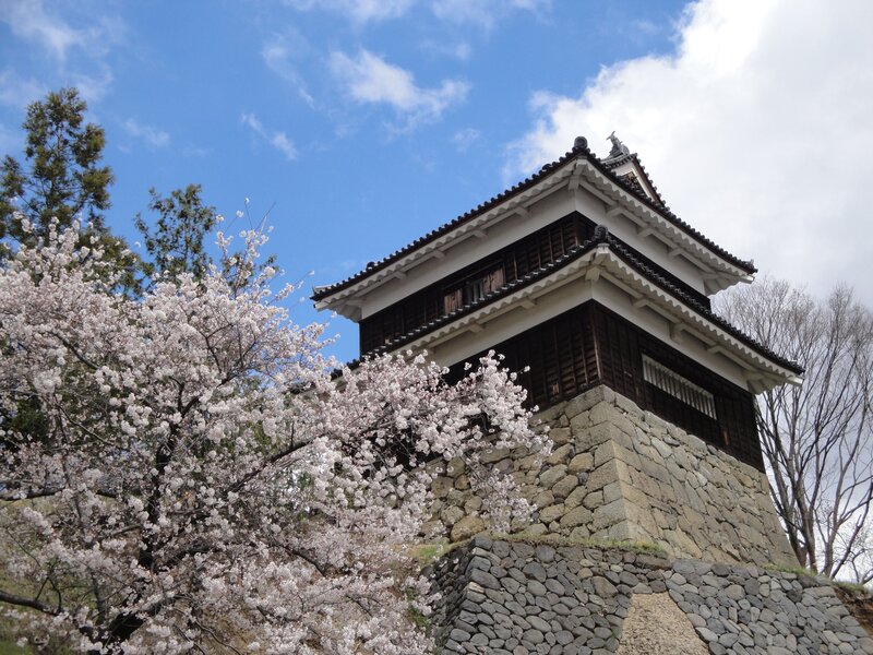 Cherry blossoms at a Japanese castle