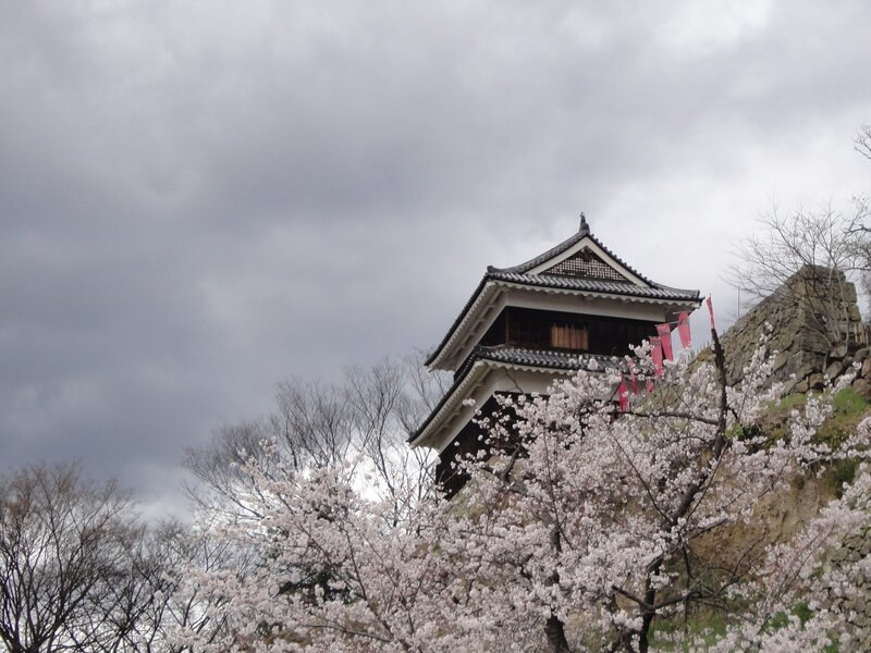 Cherry blossoms at a Japanese castle