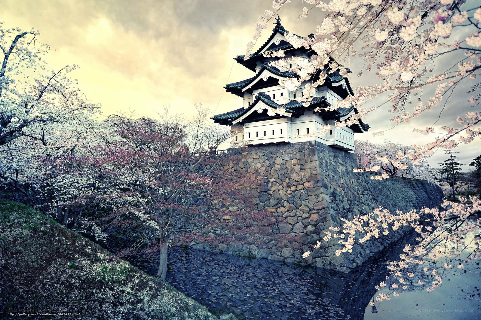 Cherry blossoms at a Japanese castle