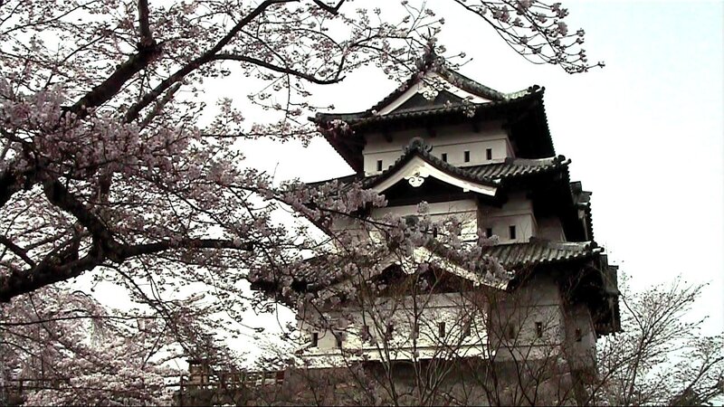 Cherry blossoms at a Japanese castle