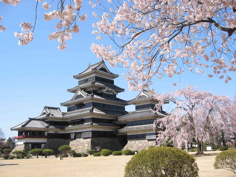 Cherry blossoms at a Japanese castle