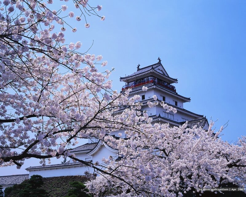 Cherry blossoms at a Japanese castle