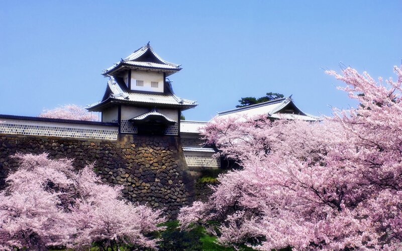 Cherry blossoms at a Japanese castle
