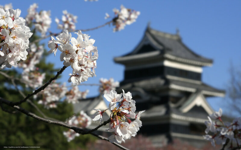 Cherry blossoms at a Japanese castle