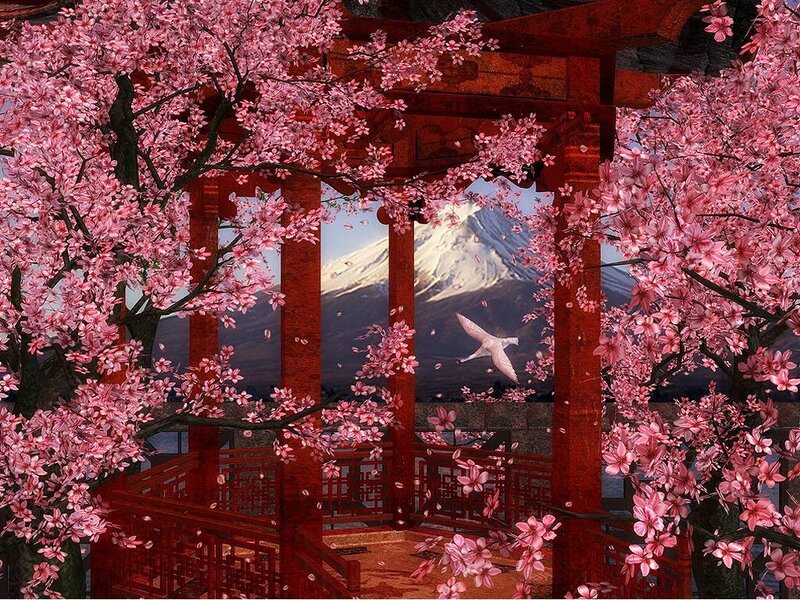 Cherry blossoms at a Japanese pavilion