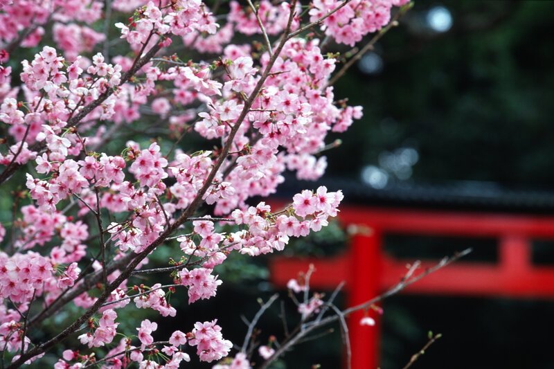 Cherry blossoms at a Japanese shrine