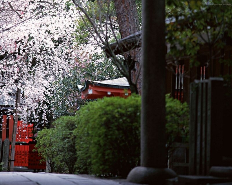 Cherry blossoms at a Japanese shrine