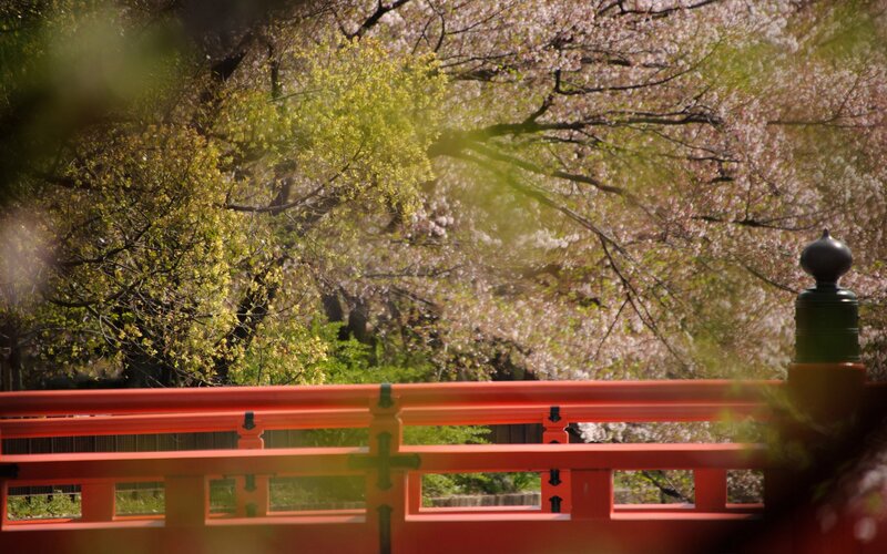 Cherry blossoms at a Japanese shrine