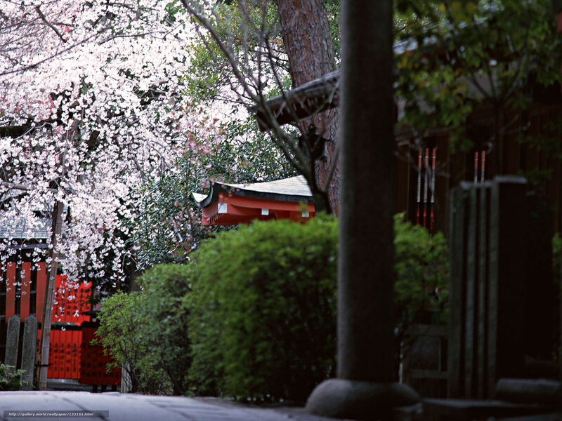 Cherry blossoms at a Japanese shrine