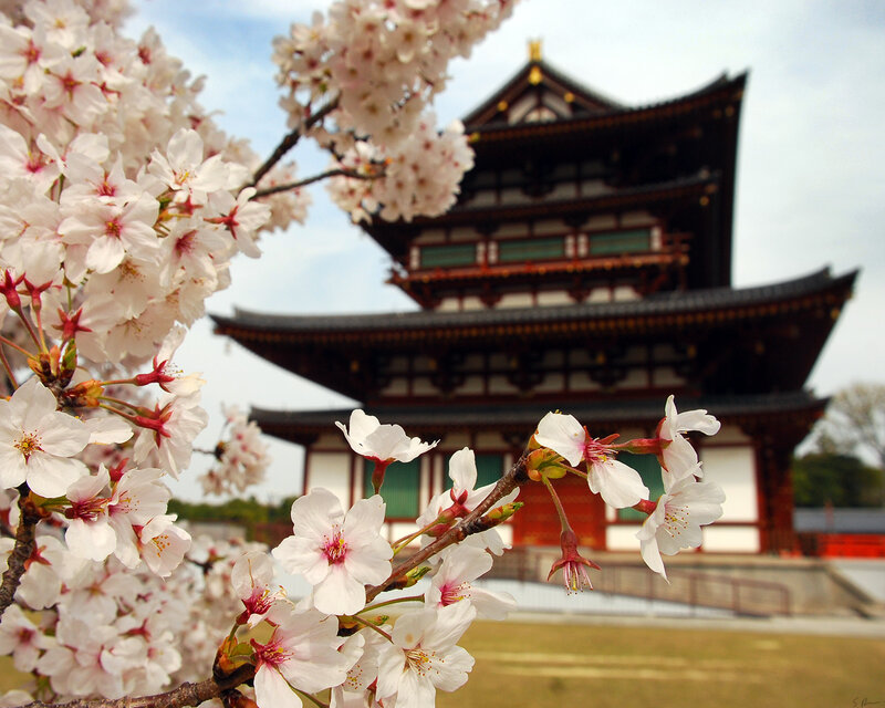 Cherry blossoms at a Japanese temple