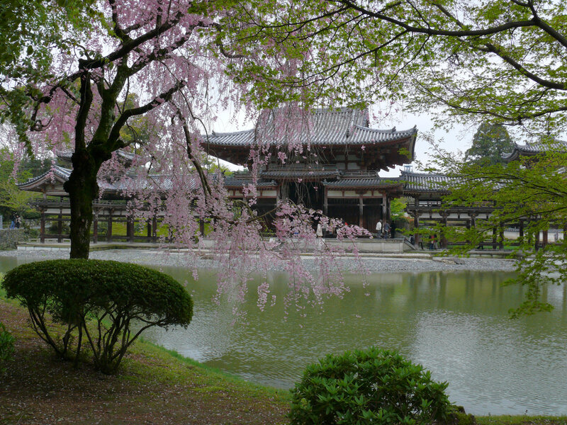 Cherry blossoms at a Japanese temple