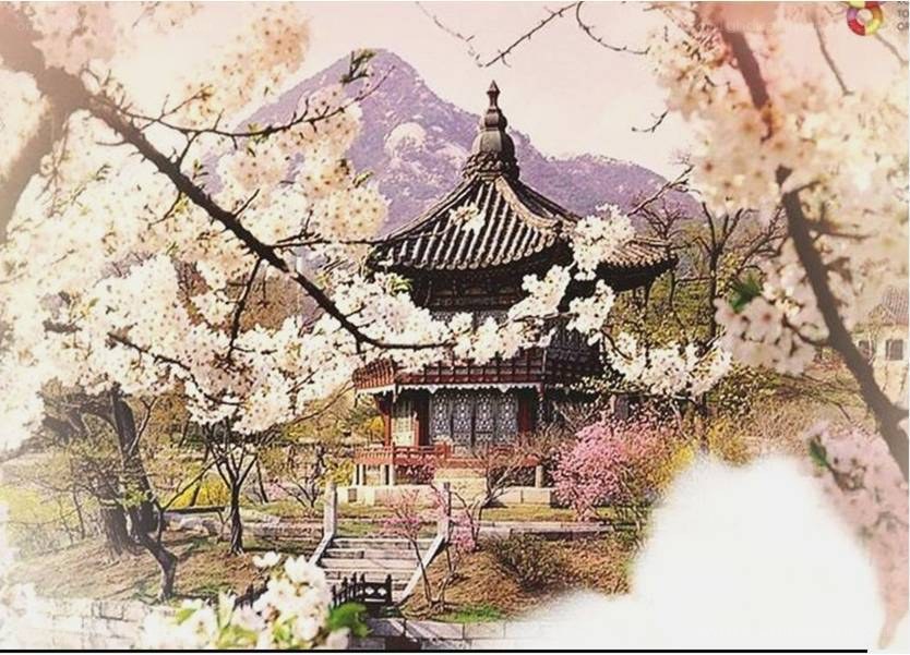 Cherry blossoms at a Korean temple