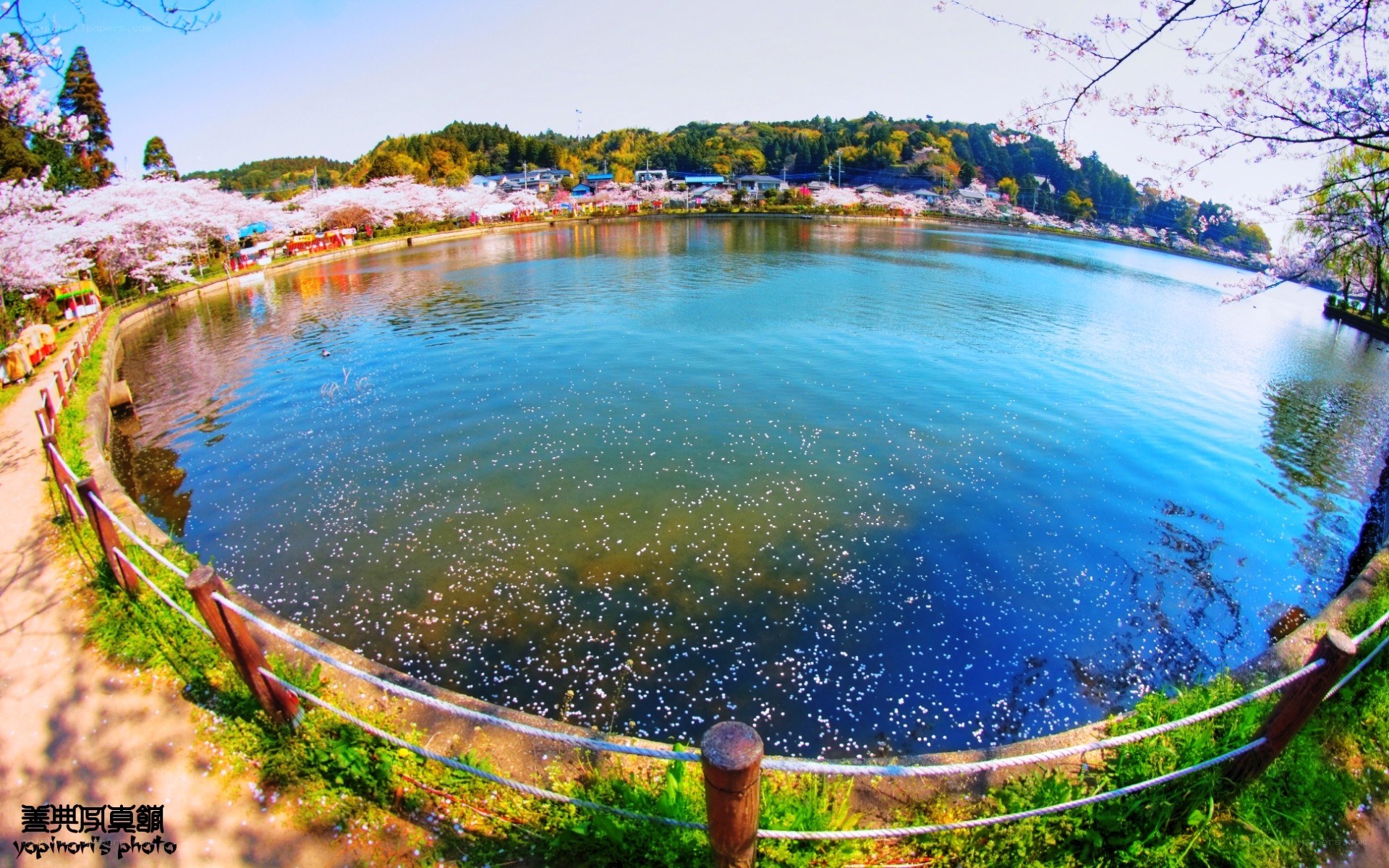 Cherry blossoms at a lake