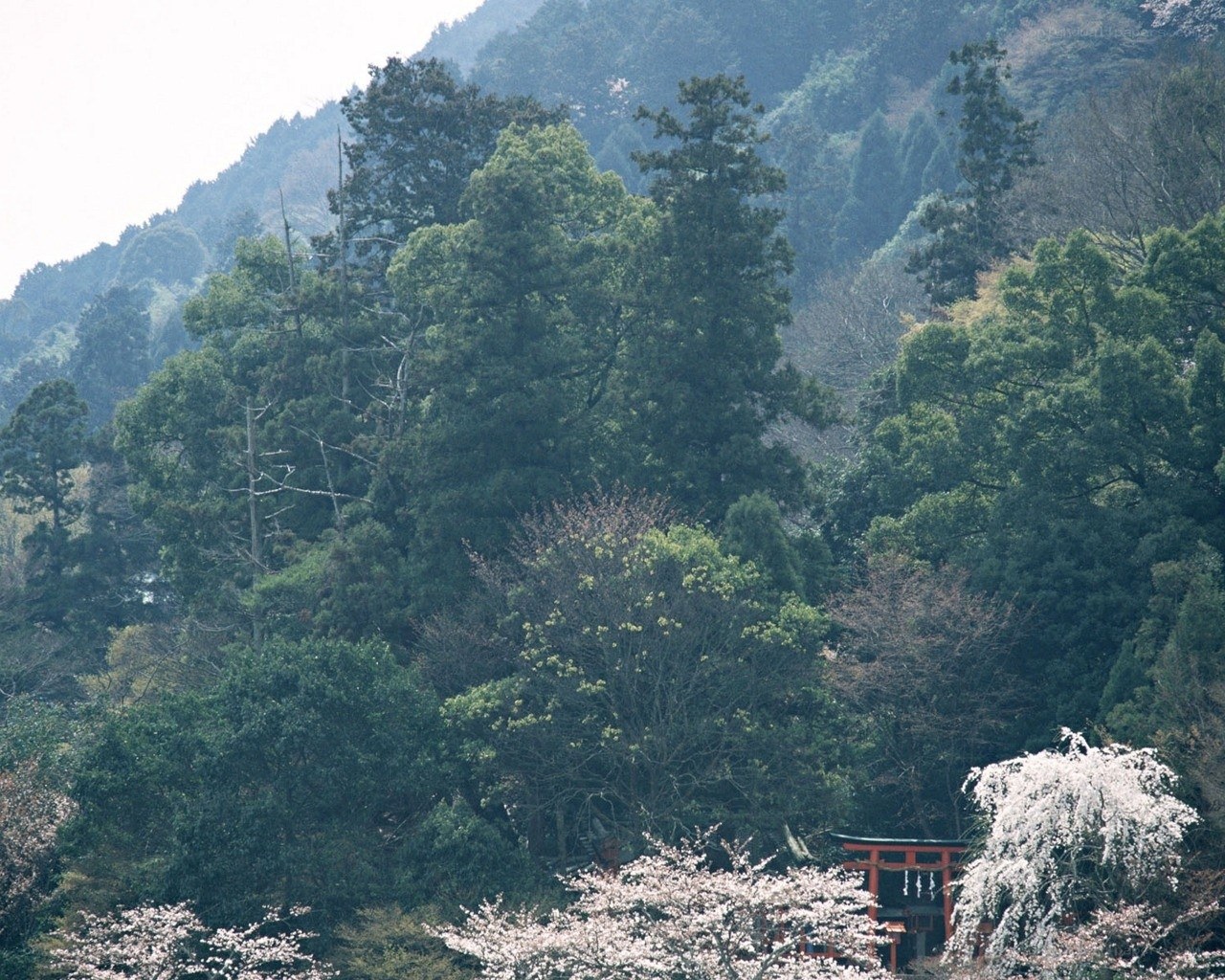 Cherry blossoms at a mountain shrine
