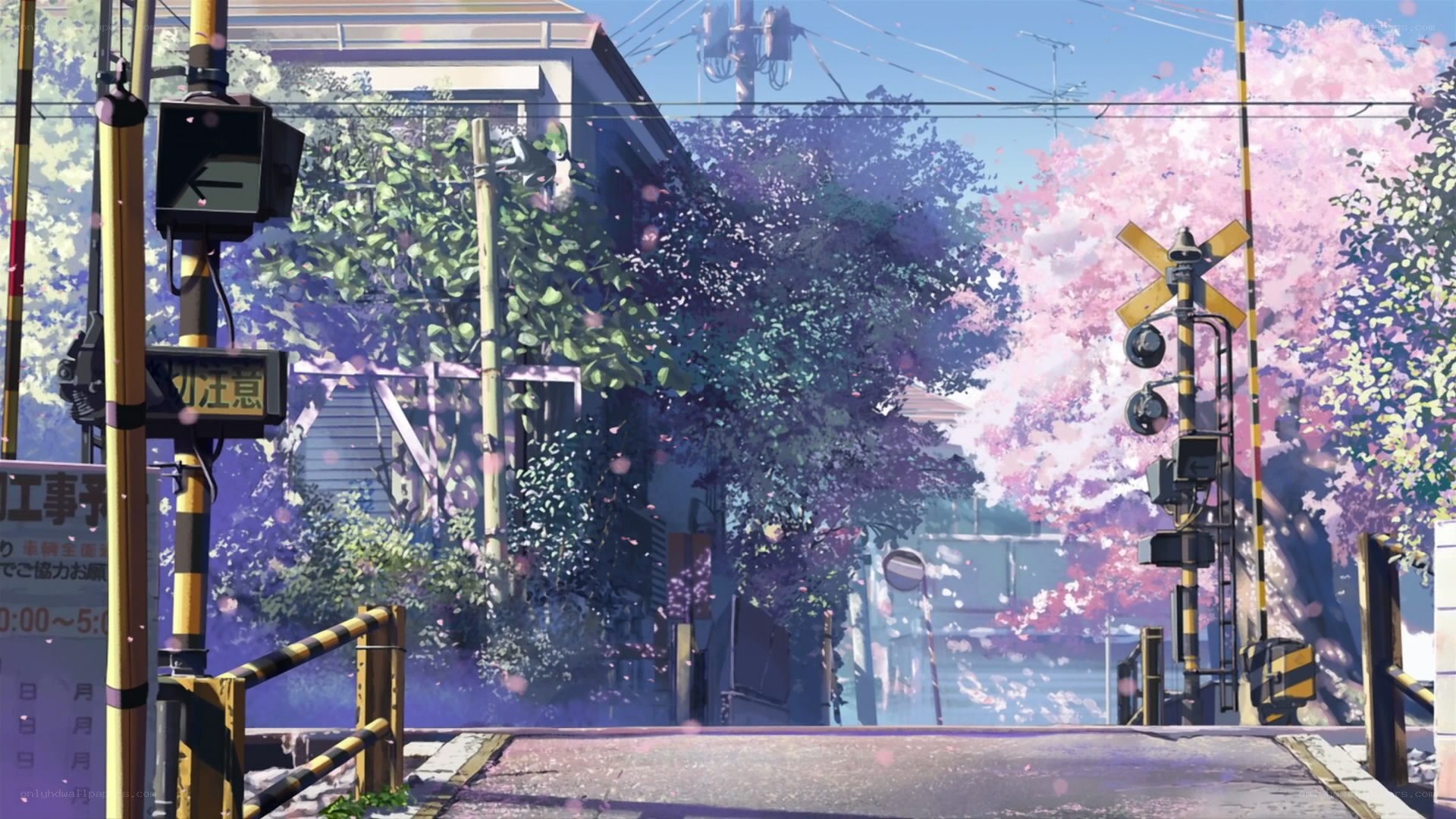 Cherry blossoms at a railway crossing