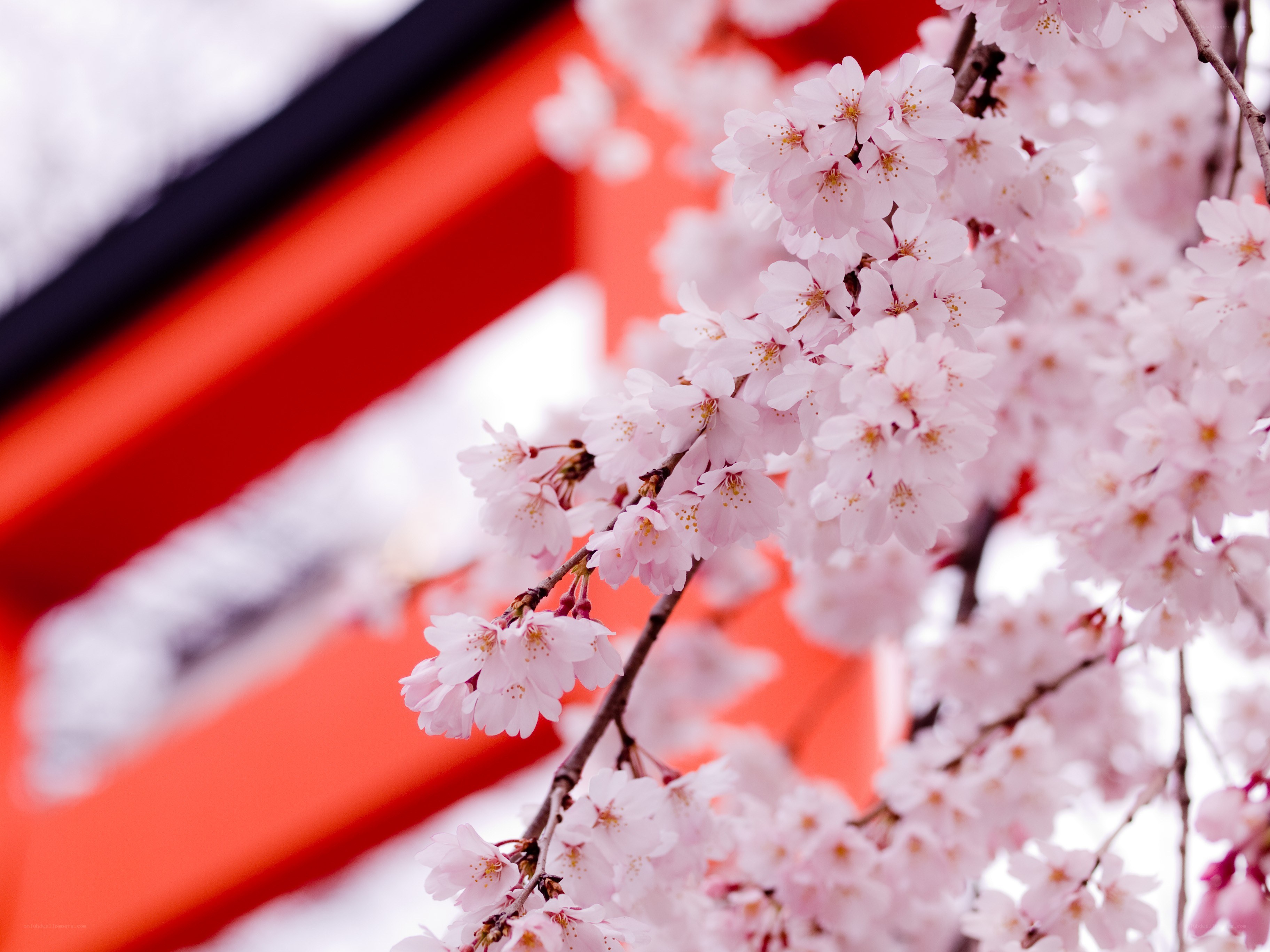 cherry blossoms at a shrine
