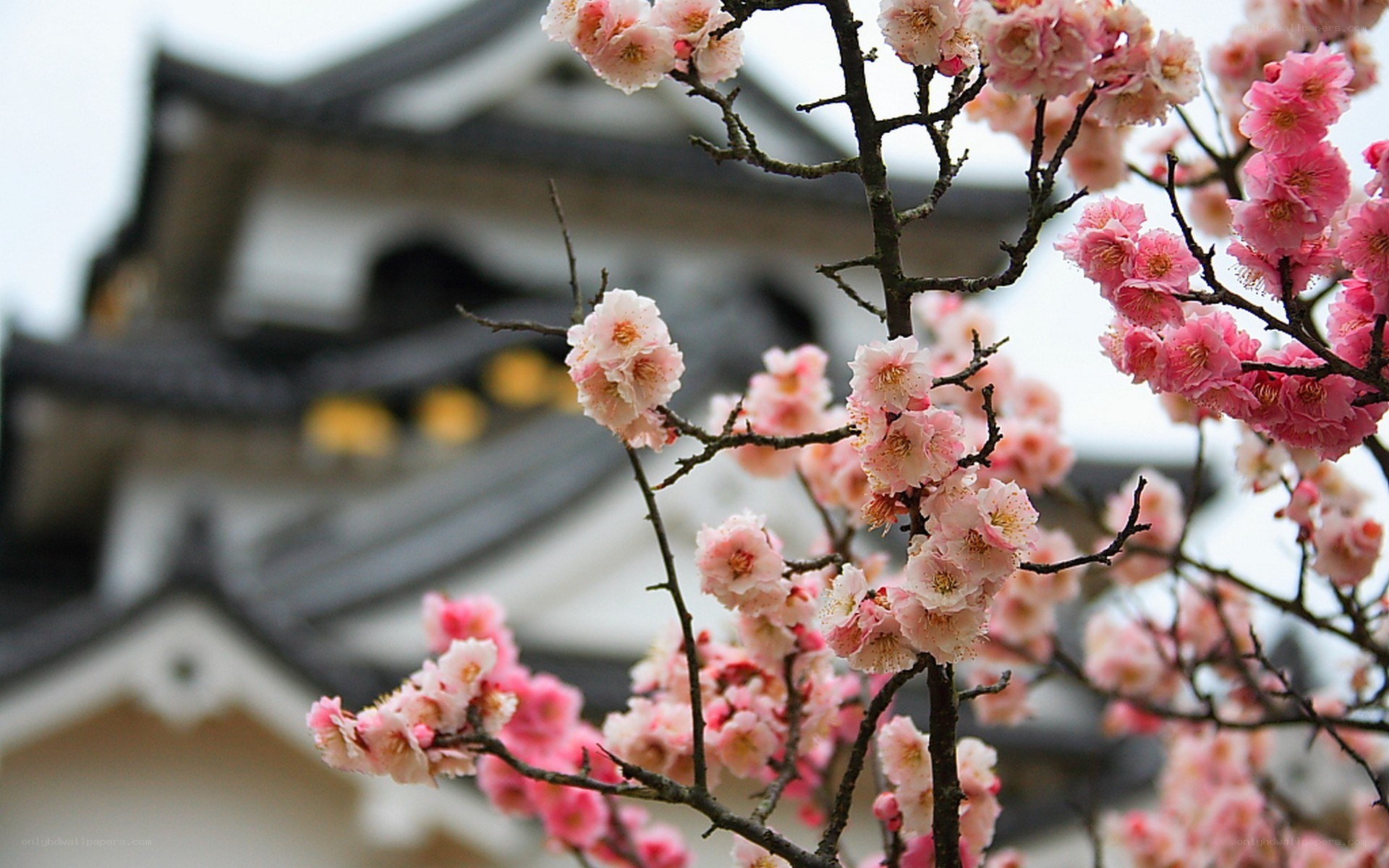 cherry blossoms at a temple