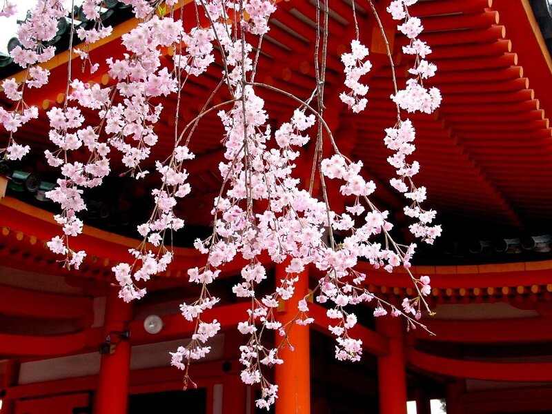 Cherry blossoms at a temple