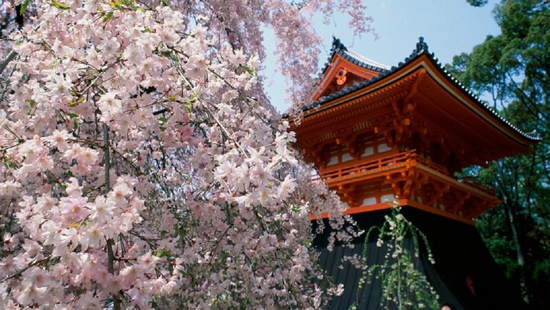 Cherry blossoms at a temple
