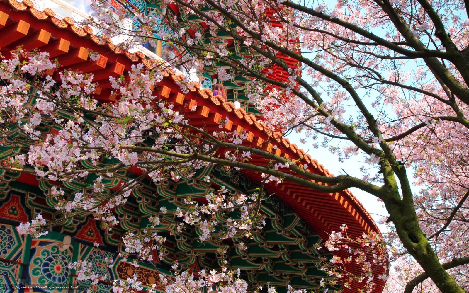 Cherry blossoms at a temple