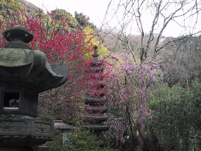 Cherry blossoms at a temple