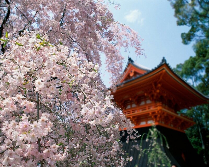 Cherry blossoms at a temple
