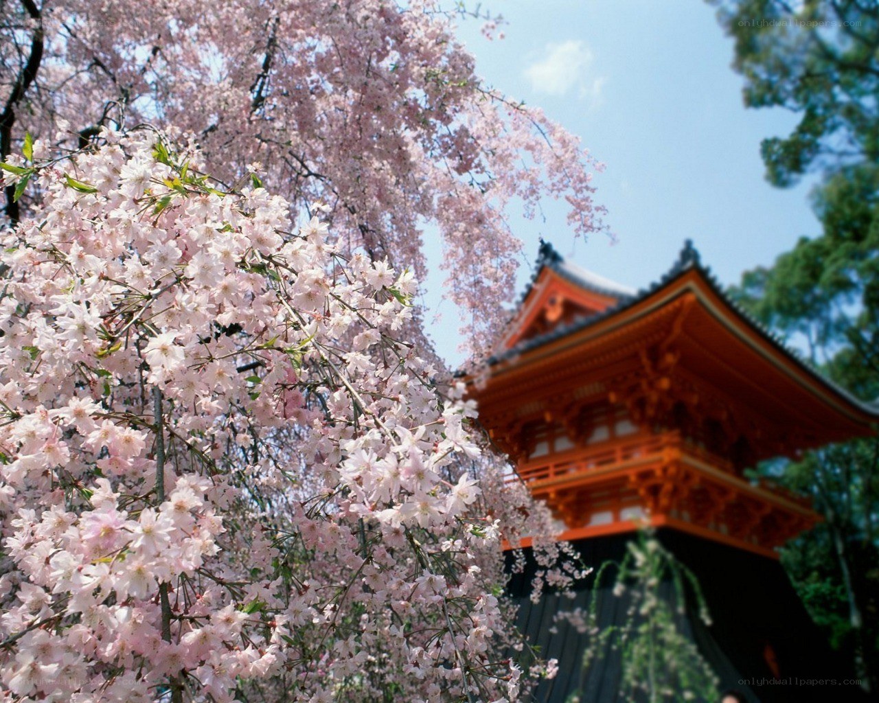 Cherry blossoms at a temple