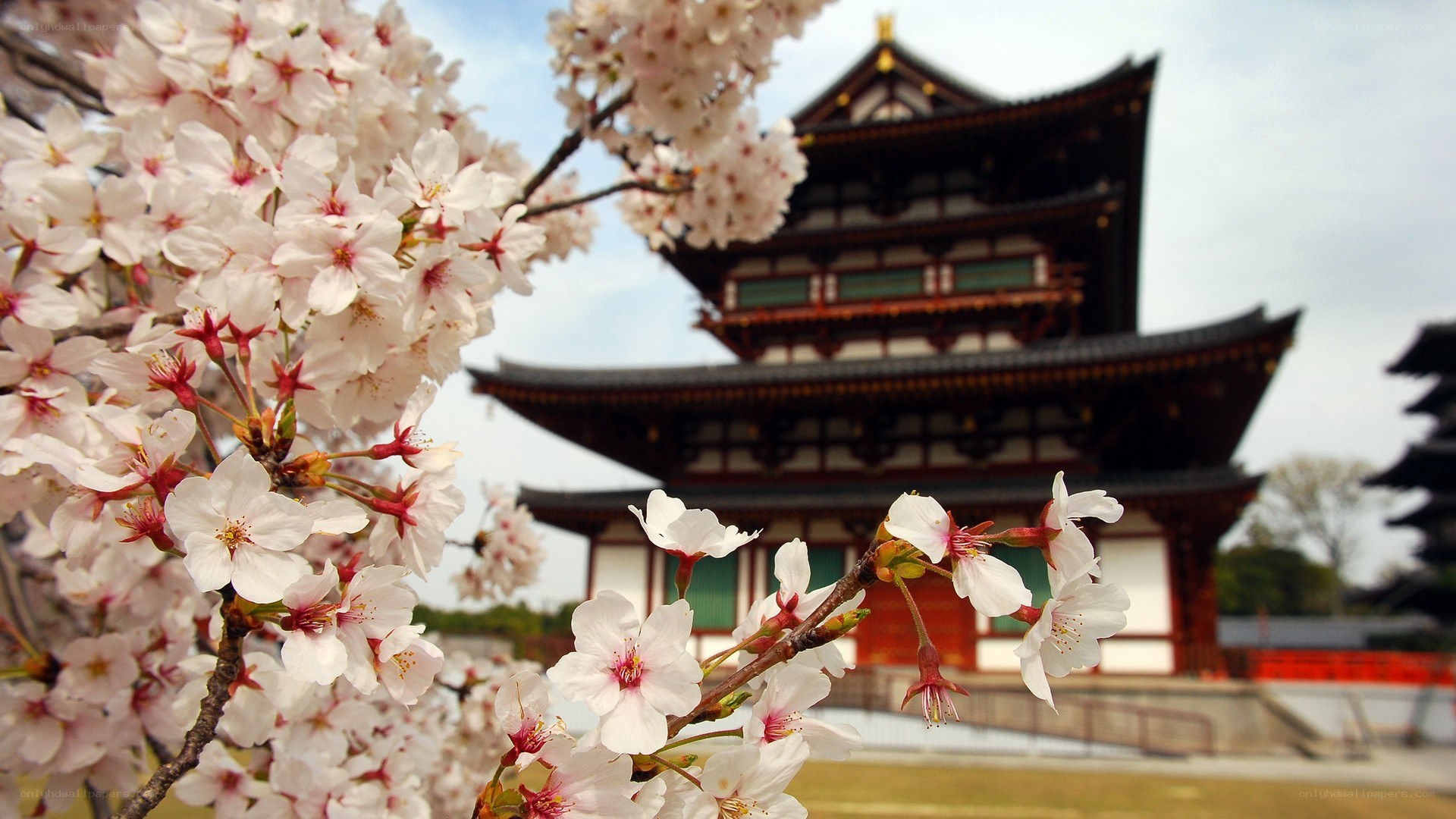 Cherry blossoms at a temple