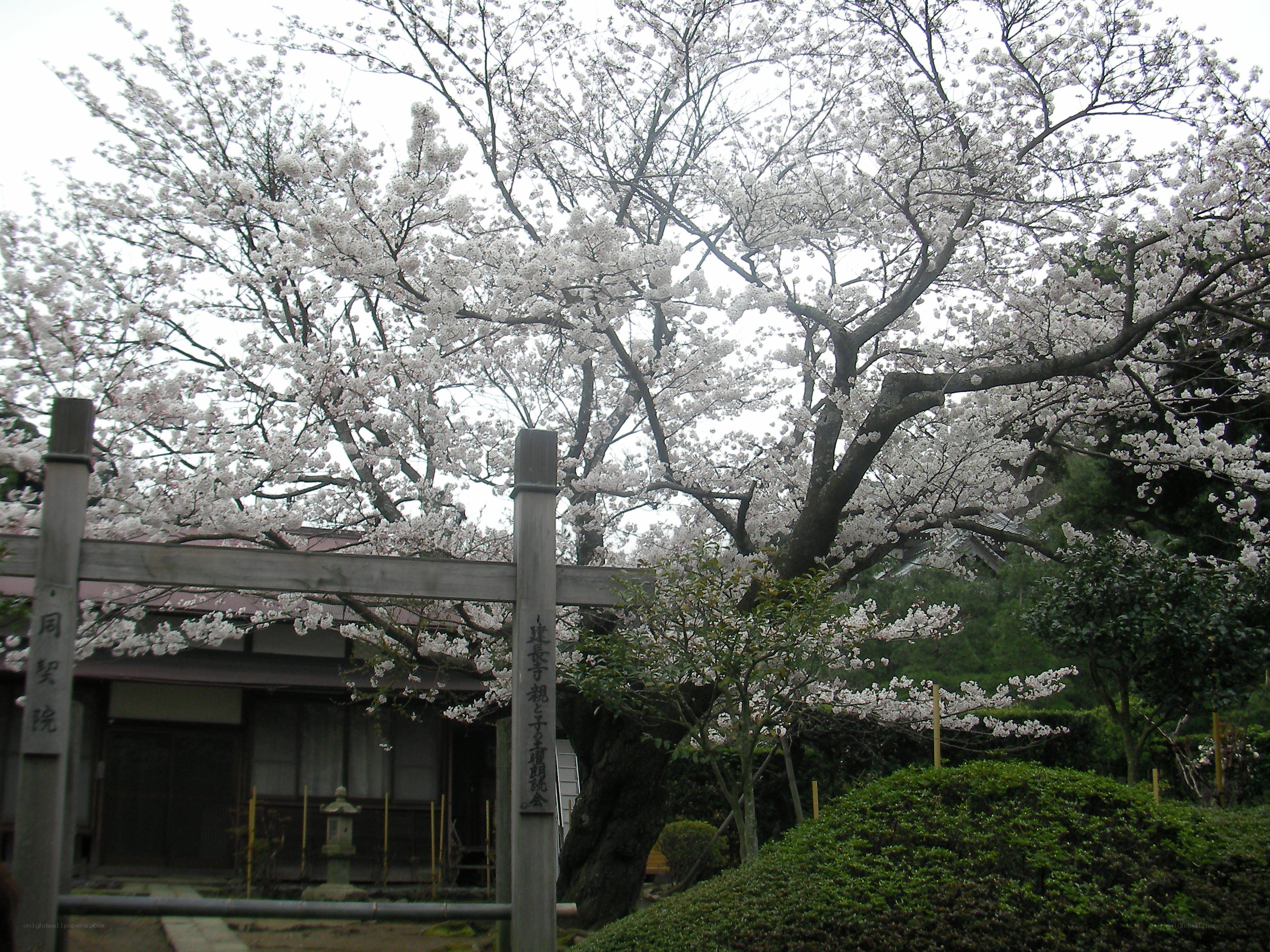 Cherry blossoms at a temple gate