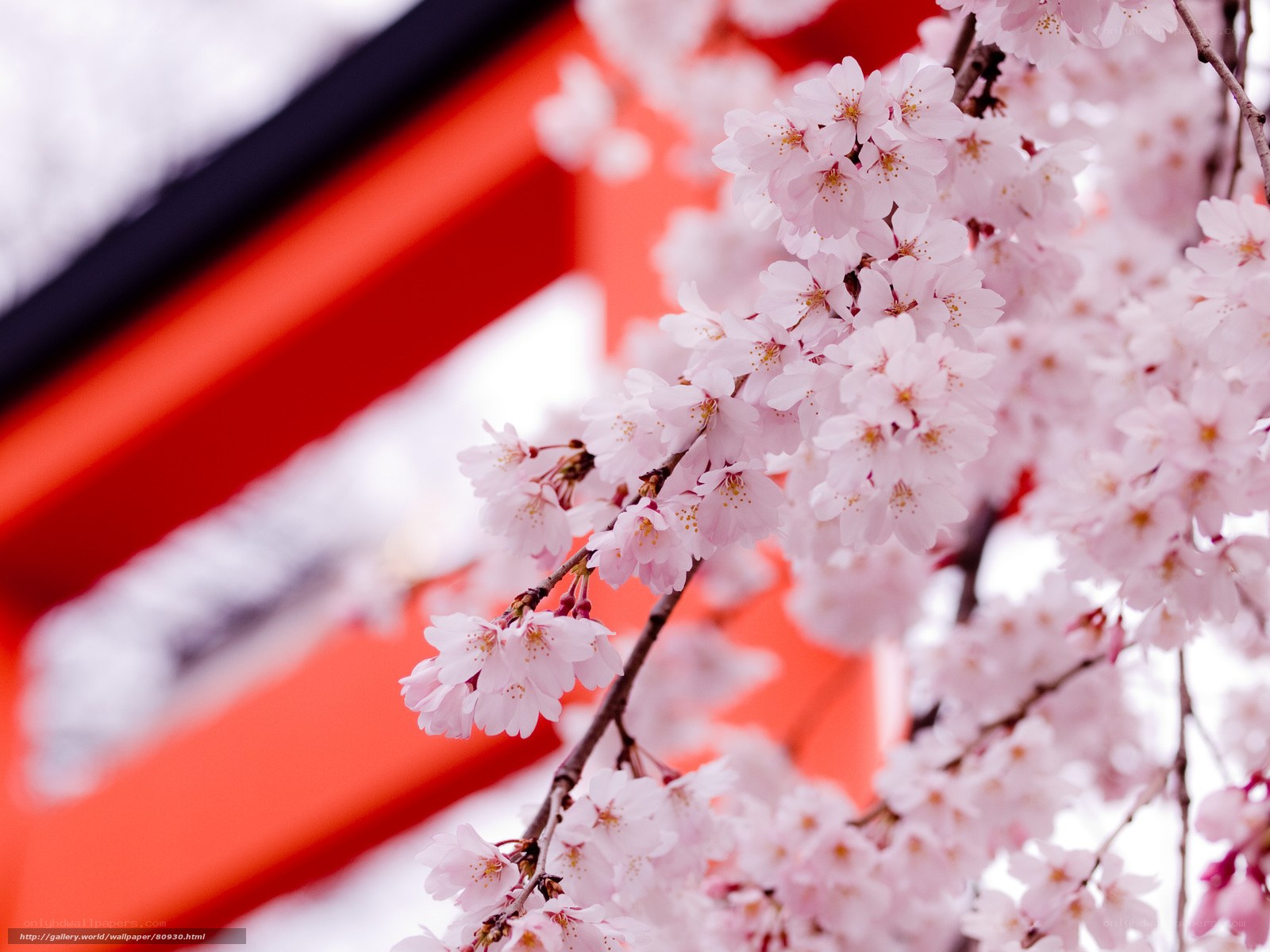 Cherry blossoms at a temple