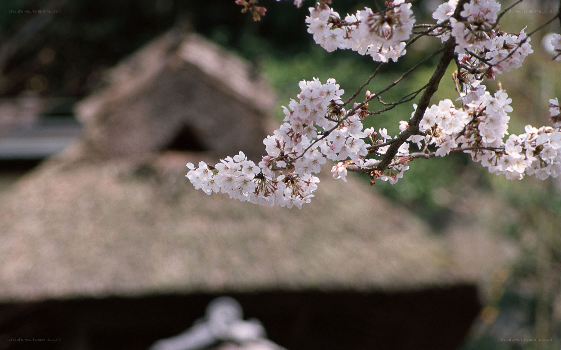cherry blossoms at a traditional hut