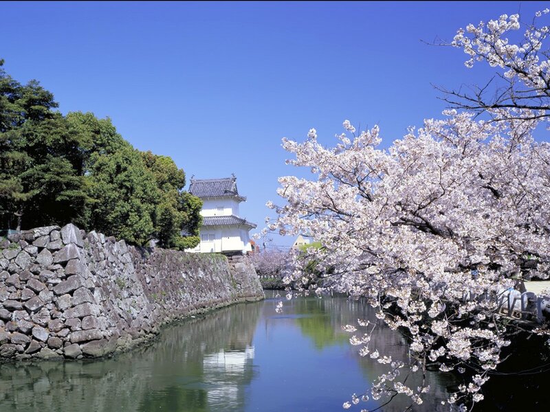 Cherry Blossoms at Castle — Blue, Serene, Spring, Photograph