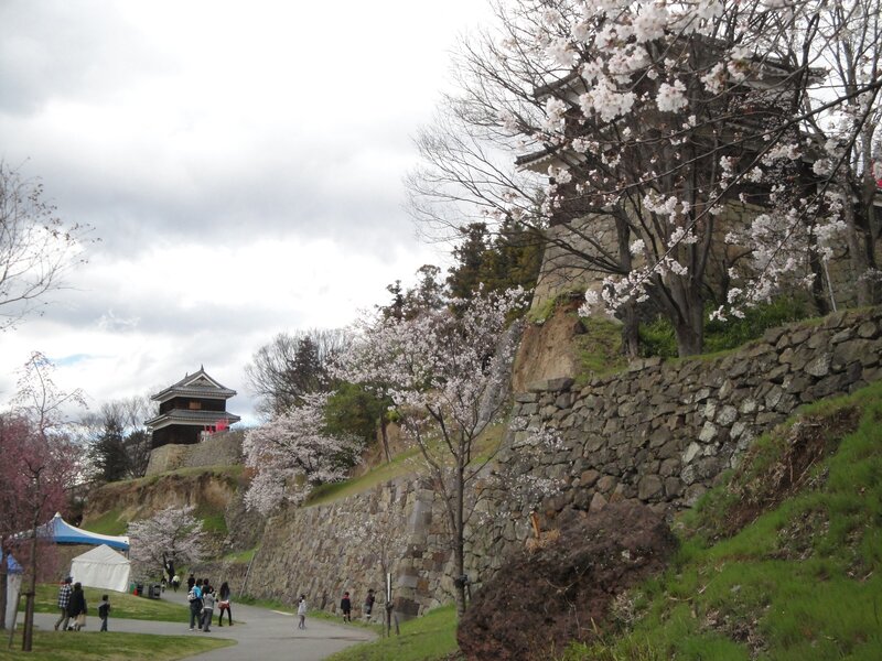 Cherry Blossoms at Castle — Green, Serene