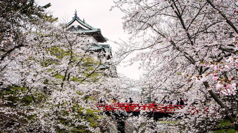 Cherry Blossoms at Castle — Pink, Serene, Spring, Photograph