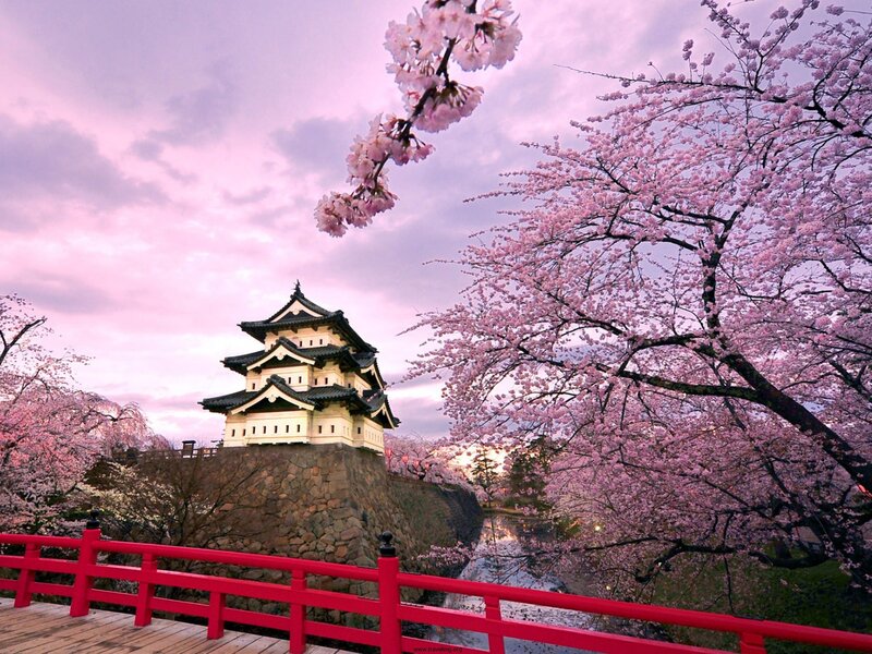 Cherry Blossoms at Castle — Pink, Serene