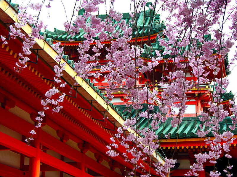 Cherry Blossoms at Castle — Pink