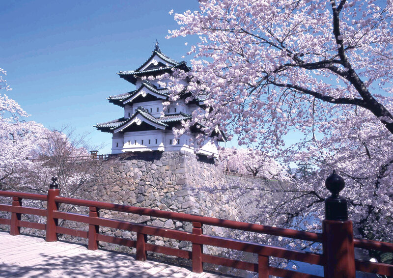 Cherry Blossoms at Castle