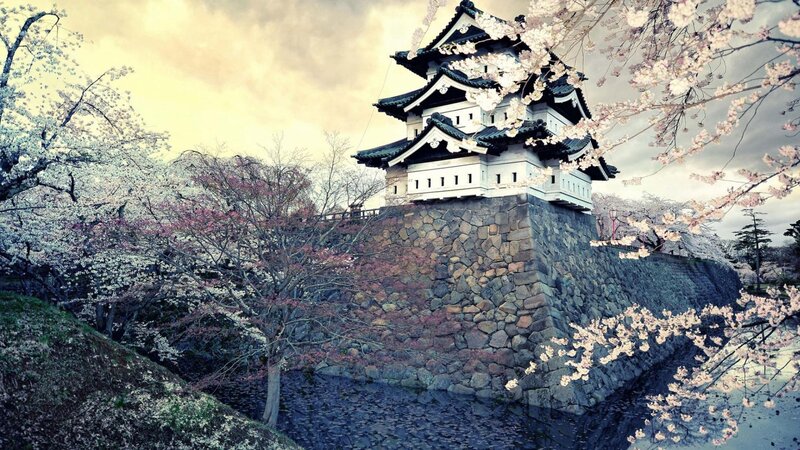 Cherry Blossoms at Castle — White