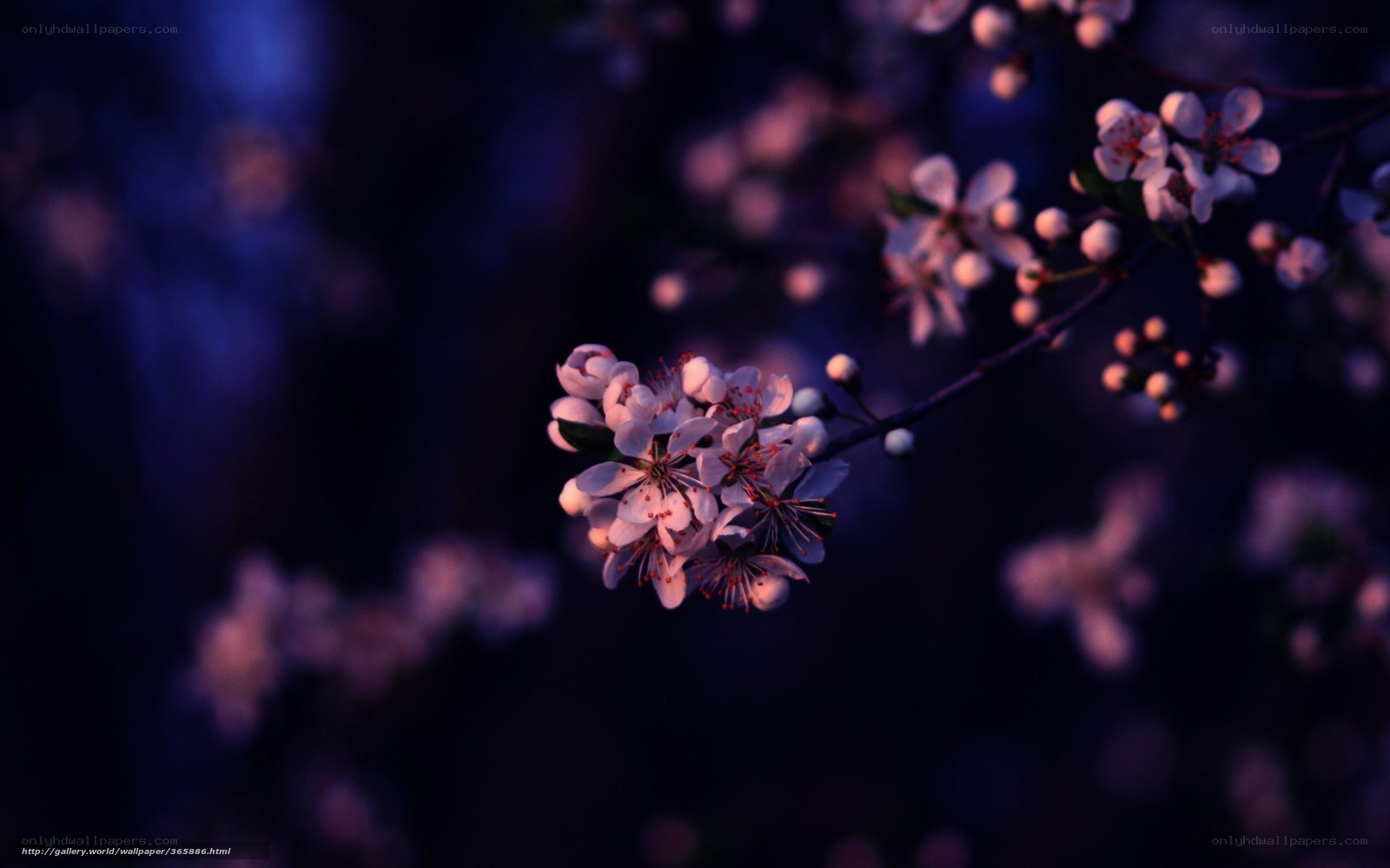 Cherry blossoms at dusk