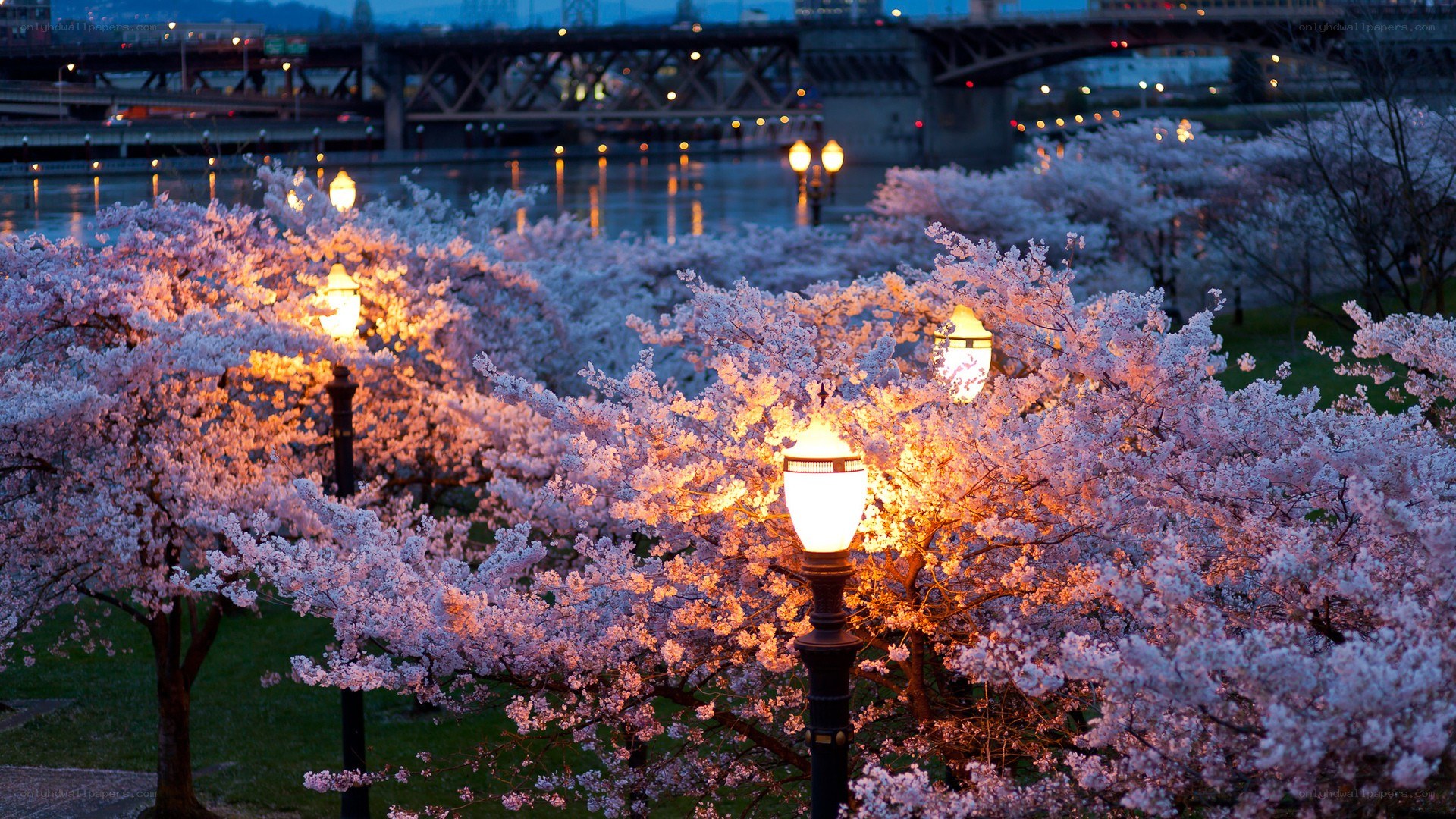 Cherry blossoms at dusk