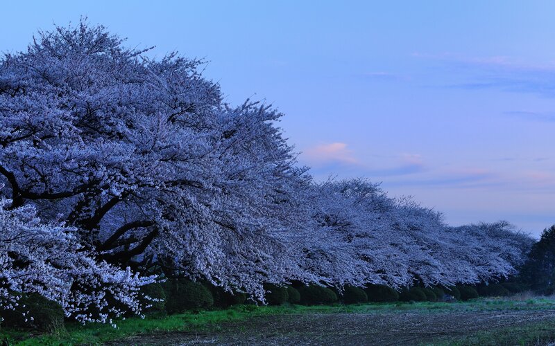 Cherry blossoms at dusk