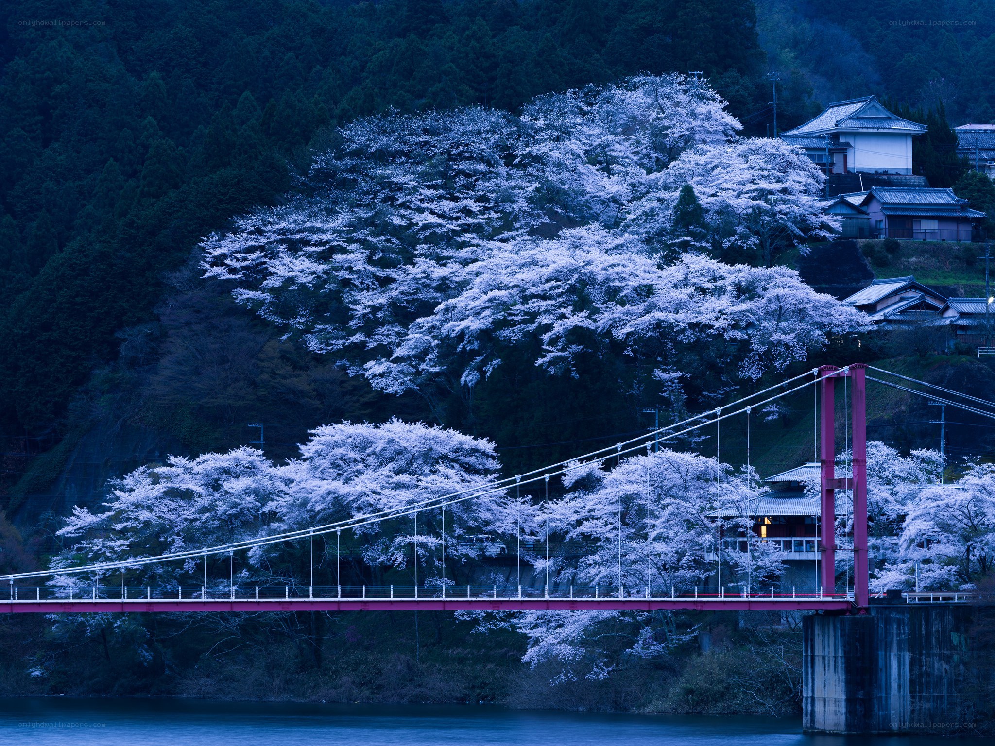 Cherry blossoms at dusk by a bridge