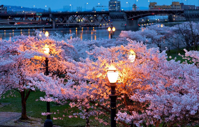 Cherry blossoms at dusk by the river