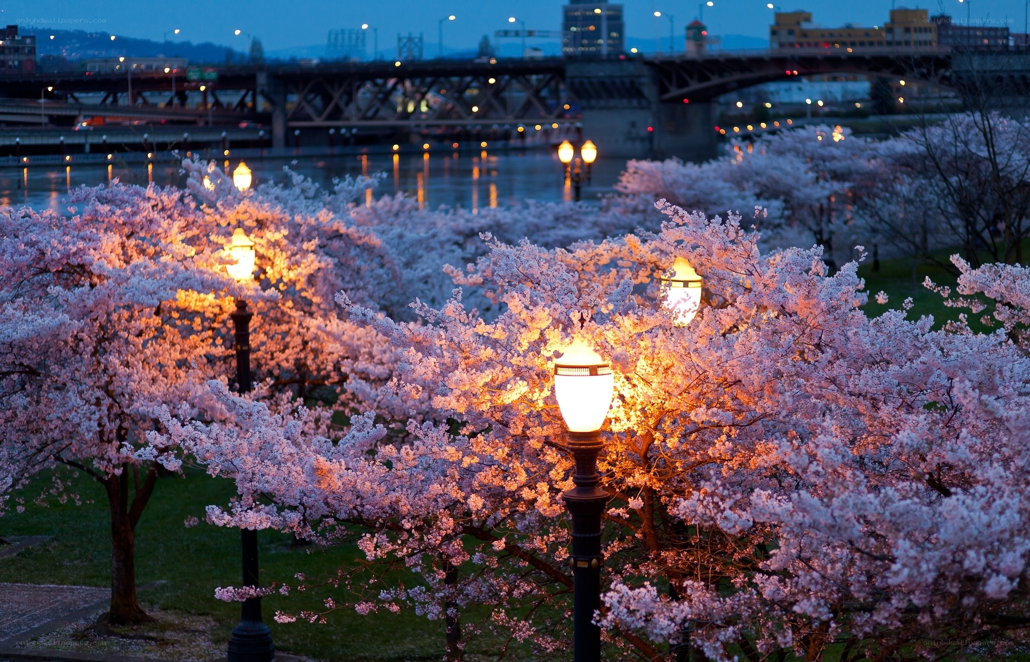 Cherry blossoms at dusk by the river