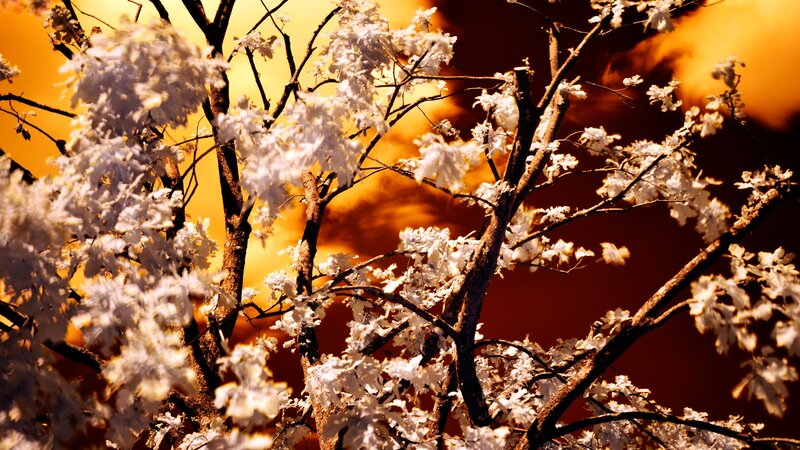 Cherry Blossoms at Dusk — Orange