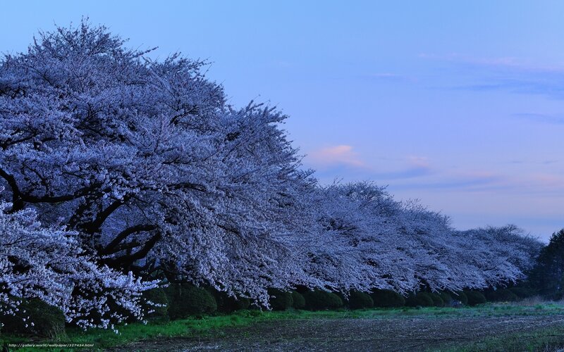 Cherry blossoms at dusk