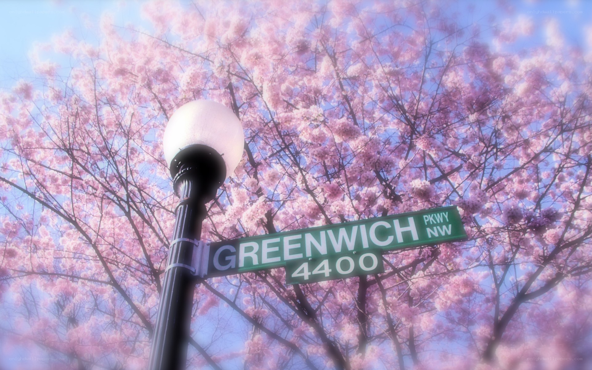 Cherry blossoms at Greenwich