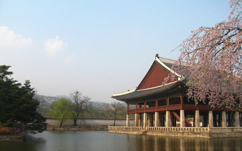 Cherry blossoms at Gyeongbokgung Palace