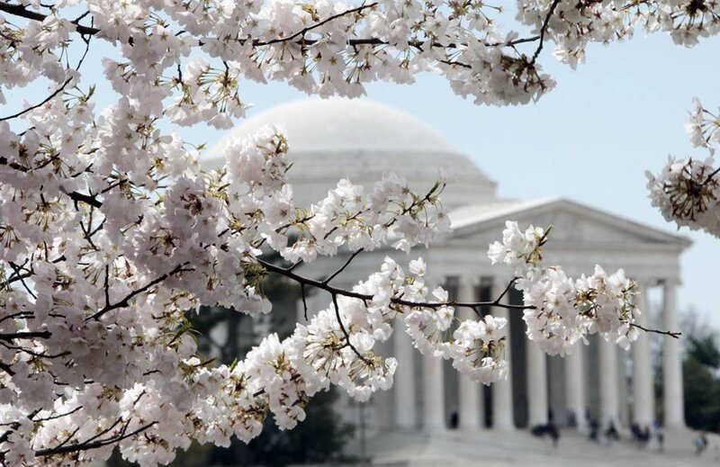 Cherry blossoms at Jefferson Memorial