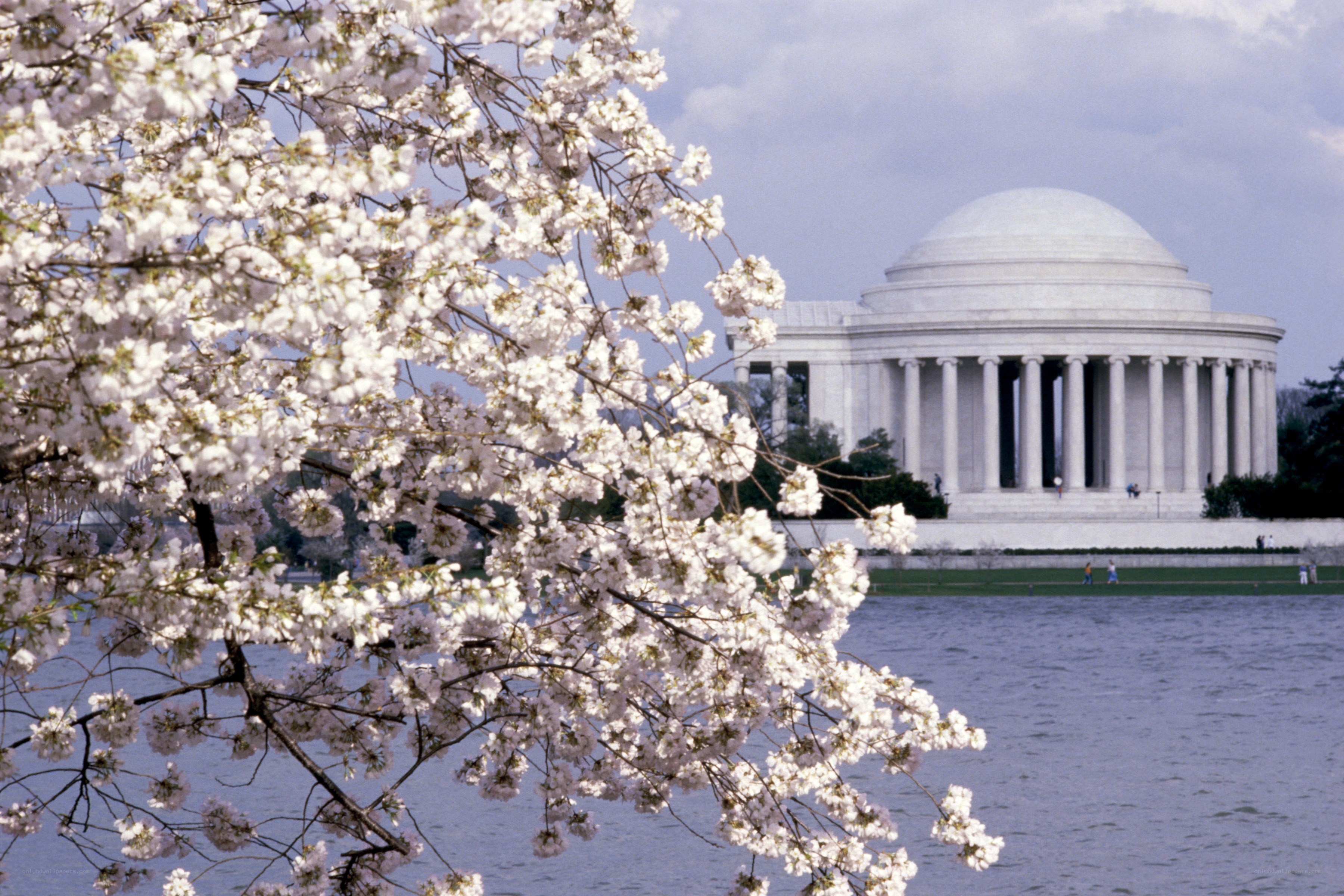Cherry blossoms at Jefferson Memorial